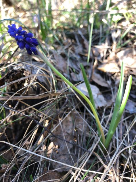 Avril : Muscari botryoides
